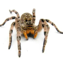 mbnet_tarantula